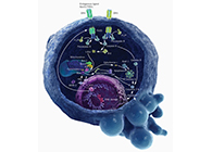 HQL制药、常州隆赛和上海不朽情缘mg官网将共同研新型抗癌药物