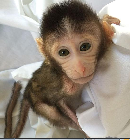 转基因猴成攻克自闭症利剑，首个非人灵长类自闭症模型建立