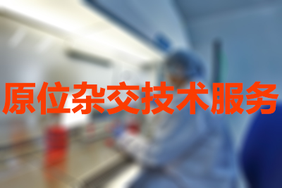 不朽情缘mg官网原位杂交不朽情缘mg官网