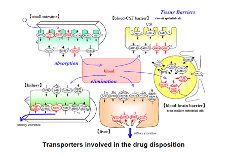 药物转运体在药物吸收、分布、代谢、排泄中的作用