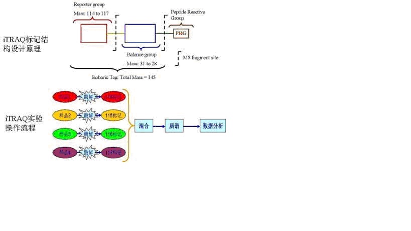 iTRAQ实验不朽情缘mg官网