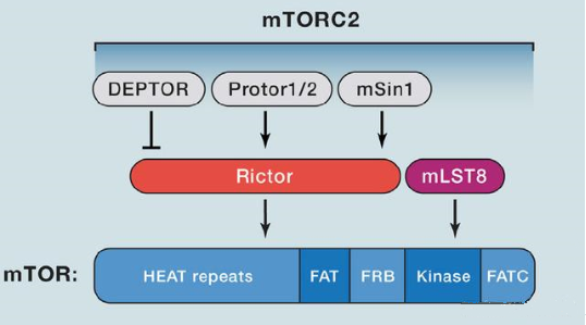mTORC2的组成蛋白主要有Rictor、mSin1、mSLT8和Protor等