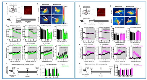 对神经元的激活会减少棕色脂肪产能，减少身体活动，从而抑制能量的消耗；相反，抑制神经元会提高能量的消耗。