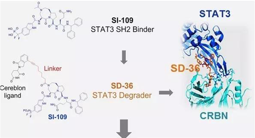 结构优化得到的SH2结合分子SI-109与CRBN结合，得到SD-36