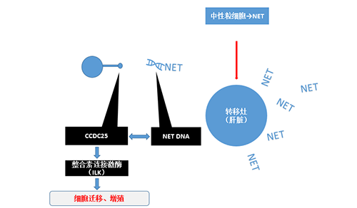 除了单纯的捕获，NET DNA与CCDC-25的结合还增强了癌细胞的侵袭行为，促进了癌症的肝转移。