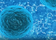 攻克三阴性乳腺癌，蜜蜂毒液竟是关键？