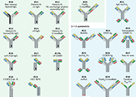 【云回顾】理论、法规、实践，三位一体讲解双抗的生物分析