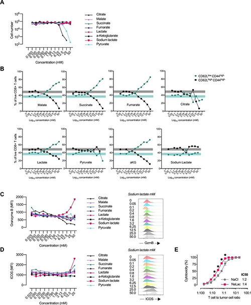 中央碳代谢物会改变CD8 + T细胞效应子的分布（来源：e Life）