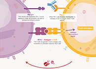 饿了吗？饿一饿原来可以辅助PD-1抑制剂肿瘤免疫治疗