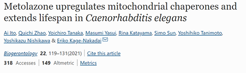 来自日本大阪市立大学的科学家搜索了现有药物的化学“文库”，他们发现一种名为美托拉宗的抗高血压药可延长秀丽隐杆线虫的寿命，标志着抗衰老药物开发的第一步