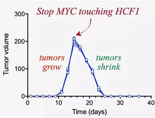 可以“融化”肿瘤的蛋白质，你一定没有听说过！
