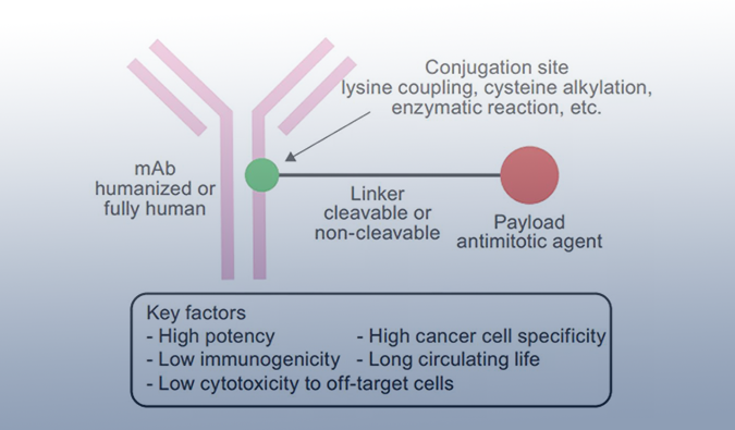 ADC药物：迎接市场热潮，攻破研发壁垒