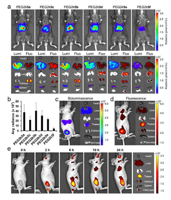 递送和NIR影像，Luc mRNA; Ⅳ and intra-tumoral.jpg