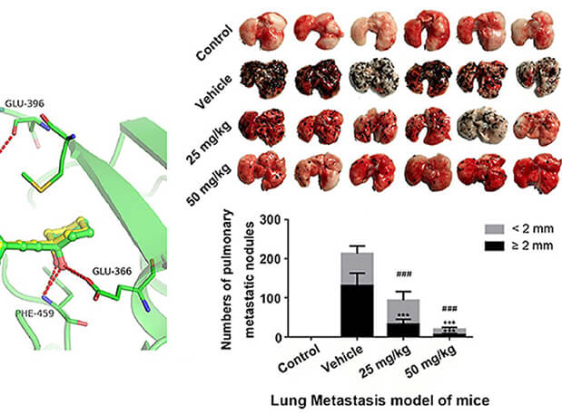 研究用于肺癌和黑色素瘤细胞肺转移的选择性PAK4抑制剂的合成，此选择性PAK4抑制剂的PK研究通过不朽情缘mg官网进行
