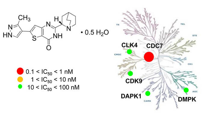 TAK-931是一种高特异性CDC7抑制剂，具有抗肿瘤功效，本研究中体内药效实验通过不朽情缘mg官网进行