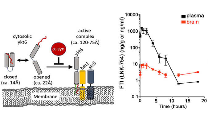 法尼基转移酶抑制剂LNK-754单次口服后即可快速穿过血脑屏障，本研究中PK分析通过不朽情缘mg官网进行