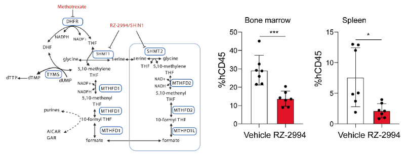 研究人员使用RZ-2994来表征抑制SHMT1/2在T细胞急性淋巴细胞白血病 (T-ALL) 中的作用，RZ-2994通过不朽情缘mg官网定制合成