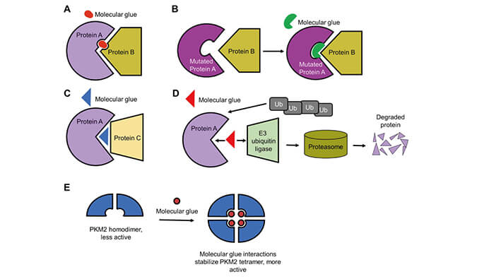 靶向蛋白降解系列（三）：分子胶，挑战不可成药