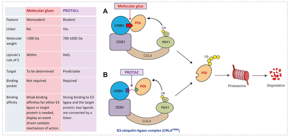 3-通过泛素-(Ub)-蛋白酶体系统降解目标蛋白-(POI)-示意图：分子胶(A)；PROTAC-(B).jpg