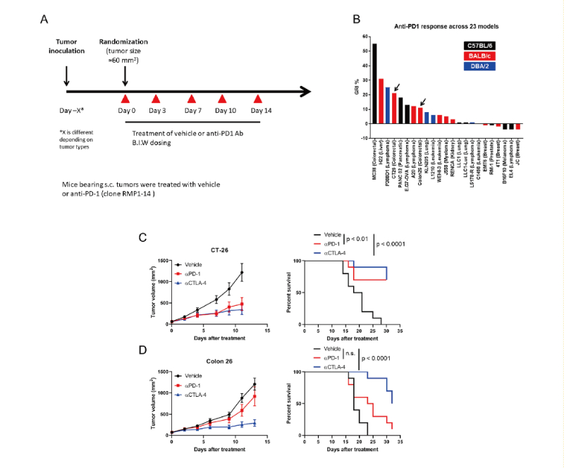 免疫检查点阻断疗法改变了癌症治疗的范式，此研究中通过不朽情缘mg官网在23 个同源肿瘤模型中进行了抗PD-1抗体的体内研究