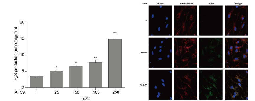 AP39是一种新合成的线粒体靶向的H2S供体，本研究中AP39通过不朽情缘mg官网设计和合成