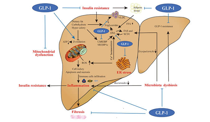 谁将成为 2024年全球生物医药首个黑马？NASH领域突破性药物即将问世？