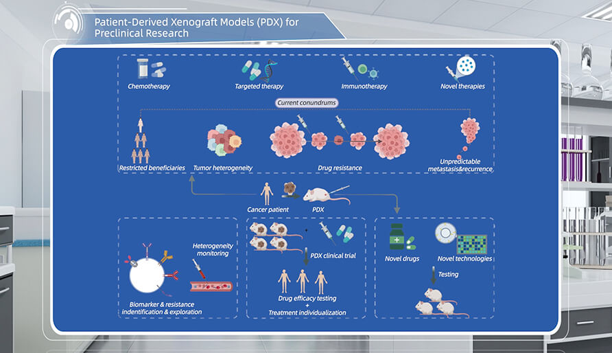 什么是临床前研究的PDX（人源肿瘤异种移植）模型？