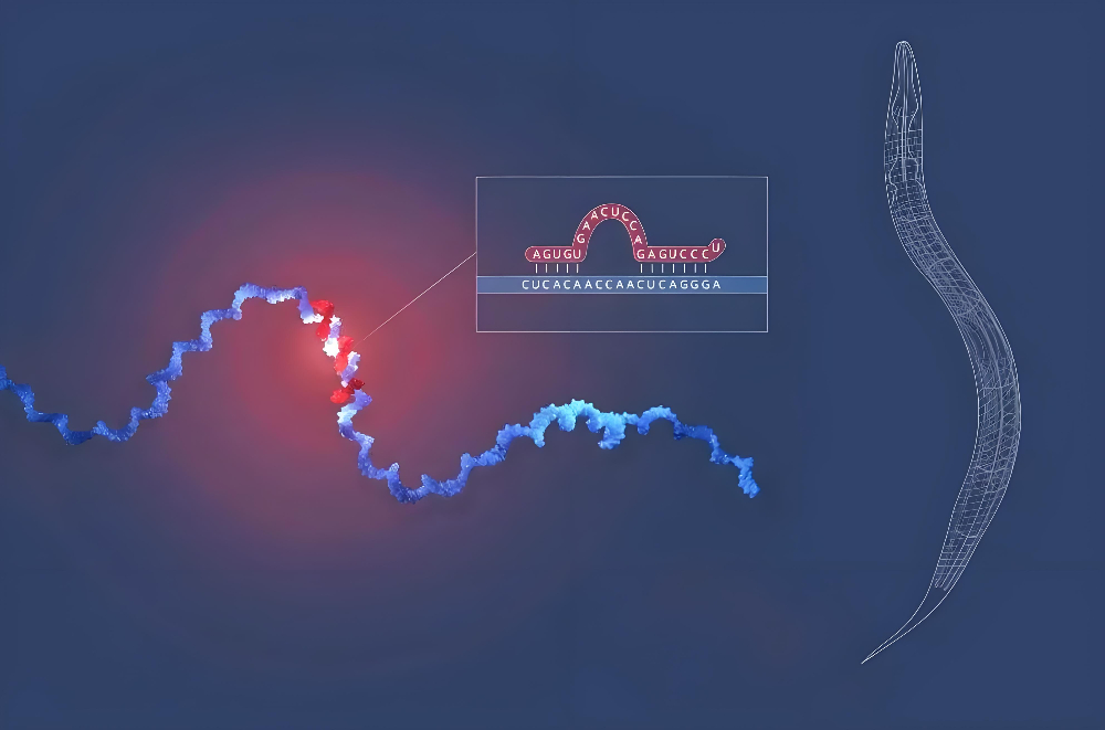 miRNA成诺贝尔奖明星分子，不朽情缘mg官网正全速赋能核酸药物研发