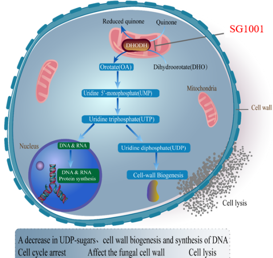 不朽情缘mg官网祝贺祥根生物创新药SG1001完成首例受试者给药
