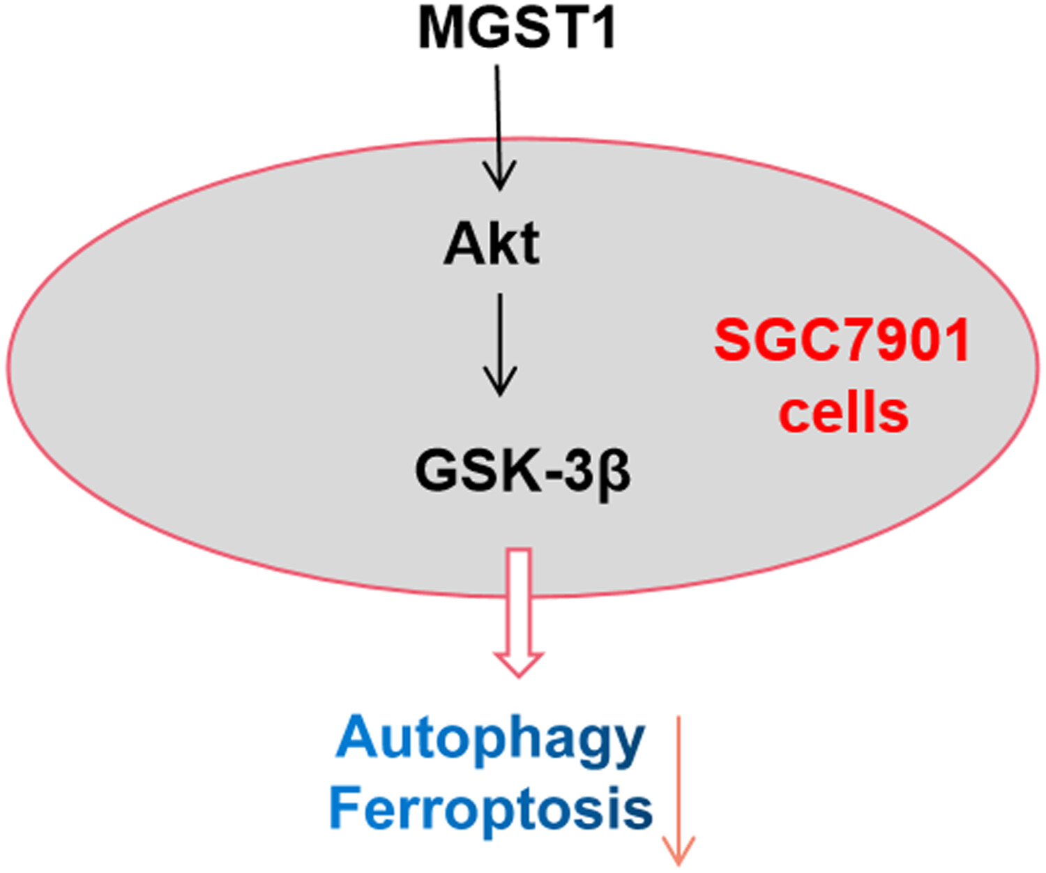 MGST1过表达通过激活Akt/GSK-3β信号通路诱导胃癌细胞增殖，本研究中MGST1过表达等体外实验通过不朽情缘mg官网进行