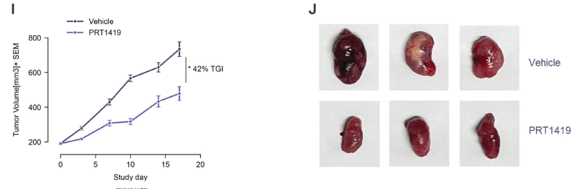 MCL1抑制剂在多种实体瘤和血液肿瘤模型中显示抗肿瘤效果，本研究中药效实验通过不朽情缘mg官网进行
