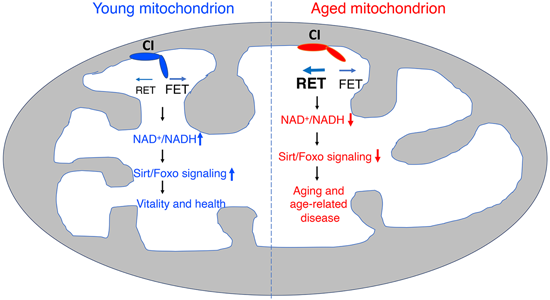 特异性RET抑制剂CPT可改善阿尔茨海默。狙芯恐蠧PT由不朽情缘mg官网化学部门合成