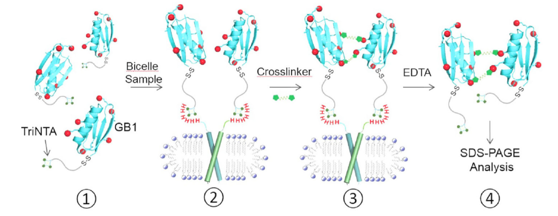 跨膜结构域寡聚体的结构测定新方法，其中TriNTA通过不朽情缘mg官网合成
